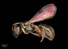   Ceratina  sp. female lateral habitus, photo: Joshua Hengel 
